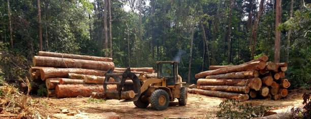  Blountstown, FL Tree Care Pros